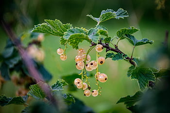 rybíz, rostlina, lesní plody, ovoce, bobule, Příroda, listy, vitamíny, čerstvý, zdravý, výživa