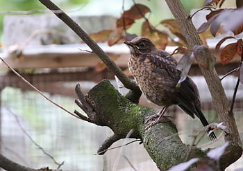 blackbird, bird, jung Bird, animal, feathers, plumage, wildlife, nature, fluff, chick
