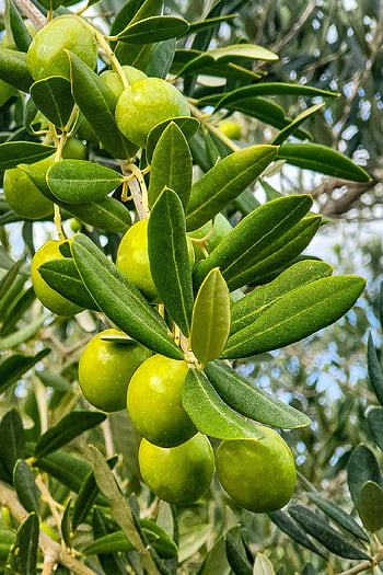 olivový, zelené olivy, zelená, olivová ratolest, strom, Olea Europea, středomoří, ovoce, zdravý, organický, sklizeň