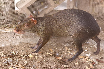 poncho, mico, mono, zoo, amazonia, naturaleza, nature, rancho, animal, silvestre, fauna