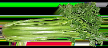 celery, vegetable, food, vegetarian, cooking, healthy, diet, cut Out, isolated