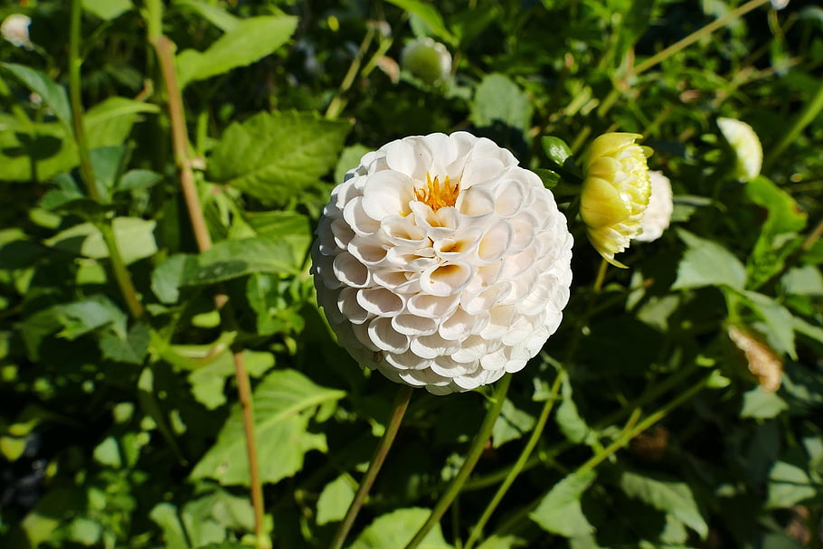 flower, spring, botany, dhalia Pom Pom White, bloom, flora, blossom, nature, plant, growth, season