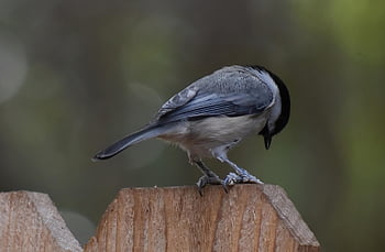 americký ptáček, Příroda, pták, zvíře, volně žijících živočichů, ptačí, pozorování ptáků, pěvec, birding, posazený, divoký
