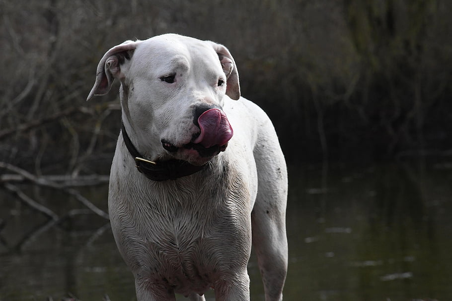 dogo Argentino, dog, pet, animal, domestic Dog, canine, mammal, tongue, face, expression, nature