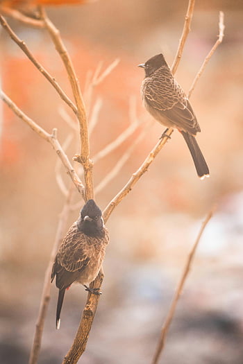 brown birds, perched birds, bare branches, natural daylight, unique plumage, two bulbuls, bird photography, wildlife photography, outdoor birds, nature scene, bird species