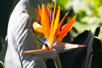 bird Of Paradise Flower, strelitzia, flower, blossom, bloom, caudata Greenhouse, king Caudata, queen Caudata, yellow, multicoloured, coloured