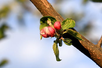 blossom, bud, apple Blossom, spring, apple Tree, nature, branch, bloom, apple Tree Flowers, fruit Tree Blossoming, flowering Branch