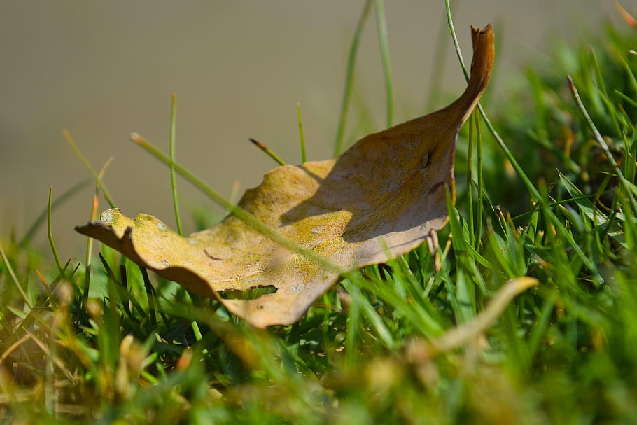 dried Leaf, grass, nature, foliage, autumn, fall, green, sky, coconut Leaf, dry, iphone