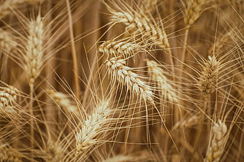 agriculture, background, full Hd Wallpaper, bread, Wallpaper 1920x1080, windows Wallpaper, desktop Backgrounds, bright, cereal, Wallpaper, country
