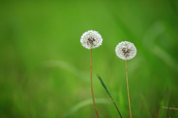 dente di leone, Hall di dente di leone, fiore selvaggio, natura, Fiore di campo, bianca, semi di dente di leone, primavera