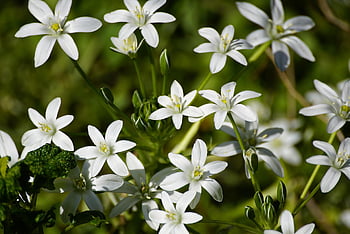ornithogalum, asparagaceae, star Of Bethlehem, flowers, white Flowers, wildflowers, spring