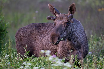 Los, elk, zvíře, parohy, savec, volně žijících živočichů, fauna, divočina, Příroda, Norsko, bodø