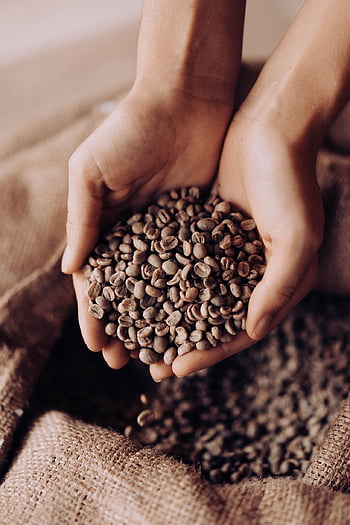 chicchi di caffè, caffè, arabica, semi di caffè, caffeina