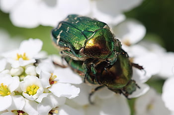 kumbang mawar chafer, bunga-bunga indah, serangga, perkawinan, latar belakang bunga, wallpaper bunga, pasangan, Kumbang chafer, kumbang, bunga-bunga, menanam