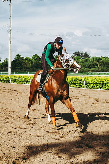 Jezdecká jízda, koňské dostihy, žokej, Nečistotá závodiště, dynamická scéna, pole, venkovní sport, kůň, jezdec, soutěž, akce výstřel