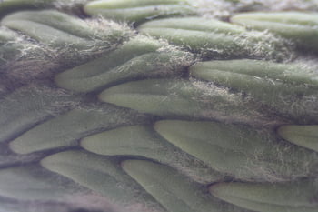 pine Cone, pattern, close Up, green, texture, design, detail