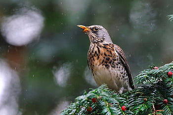 bird, beak, plumage, animal, wildlife, branch, perched, birdwatching, berries, ornithology, avian