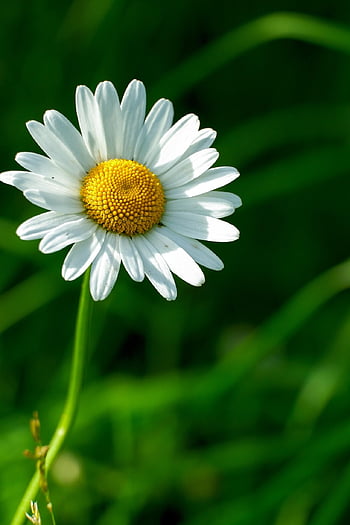 flower, botany, daisy, chamomile, nature, meadow, summer, field, white
