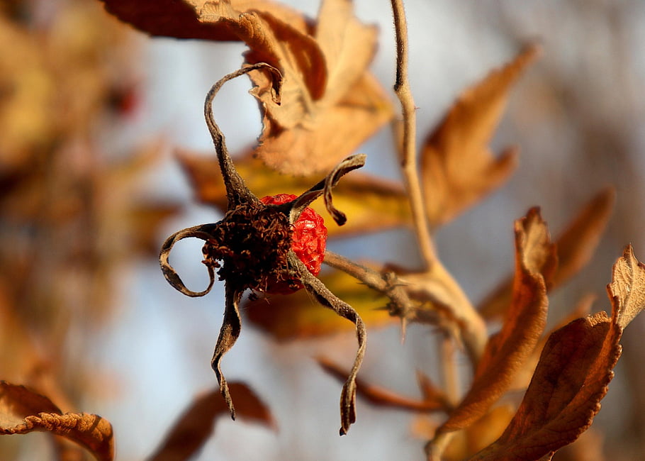 rosehip, rosa Rugosa, autumn, fall, nature, dry, melancholy