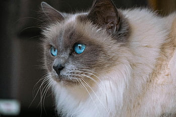 Ragdoll cat, blue eyes, close-up shot, fluffy fur, delicate whiskers, captivating, blue-eyed Ragdoll, cat portrait, pet photography, animal close-up, feline beauty