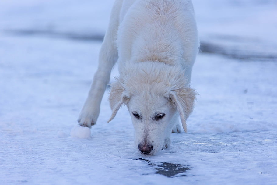 Pes, štěně, roztomilý, štěňata, sníh, domácí zvíře, Zlatý retriever, rozkošný, zvíře, nannapaneni, bílý
