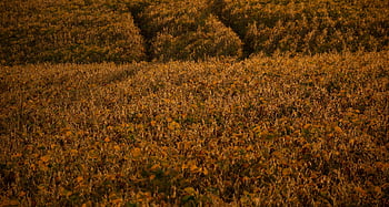 field, soy, soybean, agriculture, nature, crops, landscape, plantation, green, plant, countryside