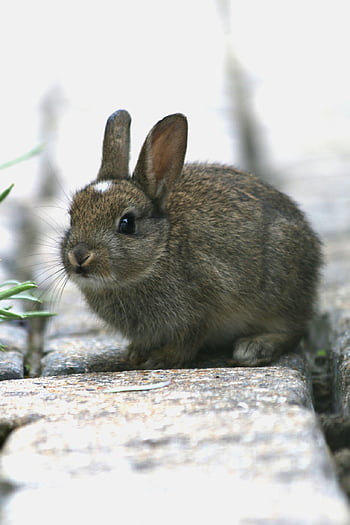 rabbit, bunny, animal, baby Rabbit, young Animal, mammal, nature, summer, english Garden, inquisitive