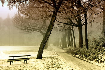 scena invernale, Alberi nebbiosi, panca smerigliata, Parco sereno, sentiero, panca di legno nera, strada accanto all'albero, paesaggio innevato, atmosfera tranquilla, ambientazione del parco, mattina gelida