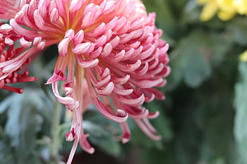 chrysanthemum, autumn, autumn Chrysanthemum