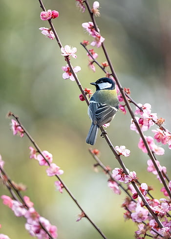 bird, beautiful Flowers, nature, japanese Tit, flower Wallpaper, red Plum, great Tit, flower Background, plum Blossoms, parus Minor, flowers