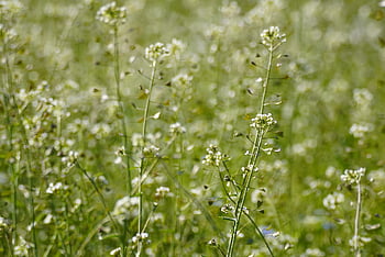 Capsella, Shepherds punge, planter, urt, Brassicaceae, Cruciferae, eng, natur, blomster, plante, Brassicacea