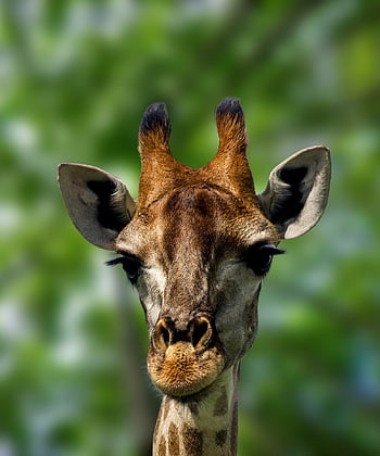 giraffe, animal, head, wildlife, mammal, wild Animal, zoo, wilderness, nature, closeup, africa