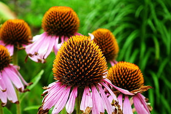 echinacea, μοβ coneflower, φόντο λουλουδιών, όμορφα λουλούδια, λουλούδια, κήπος, λουλούδι ταπετσαρία, φύση, ροζ λουλούδια