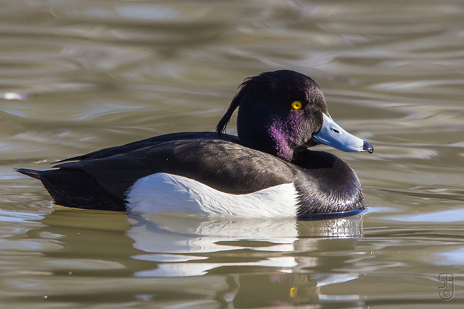 Muž všívané kachny, aythya fuligula, frognerparken, oslo, Norsko, canon eos 550d, Sigma 150-500 mm, pták, vodní ptáci, volně žijících živočichů, Příroda