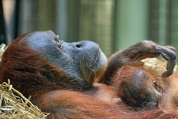 Orang-Utans, Mutter und Kind, Affen, Primaten, Natur, Säugetiere, Tiere, Tierwelt, wild, wilde Tiere, Wildnis