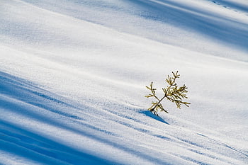 winter, snow, plant, nature, cold, frost, snowdrift, alps, brunni, canton Of Schwyz, switzerland