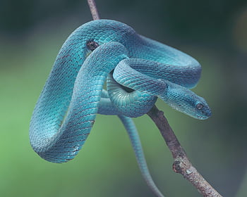 snake, reptile, wildlife, venomous, poisonous, dangerous