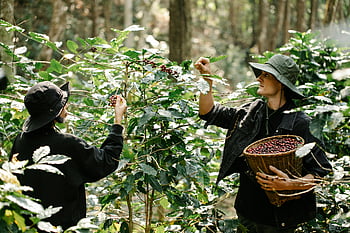 coffee harvesting, young gardeners, diverse farmers, handpicking coffee cherries, lush green garden, vibrant plantation, ripe coffee beans, coffee plantation, sustainable farming, agricultural workers, eco-friendly practices