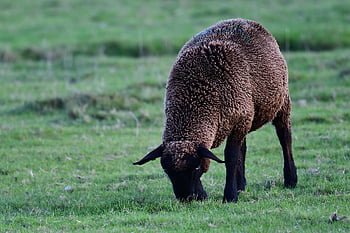 sheep, black Sheep, north Sea, animal, mammal, farm Animal, nature, pasture, grazing