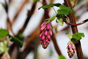krevní rybíz, ribes sanguineum, rybíz, květ, okrasný keř, Příroda, tělísko, žebra, Rodina angrešt, květina cluster, Červené