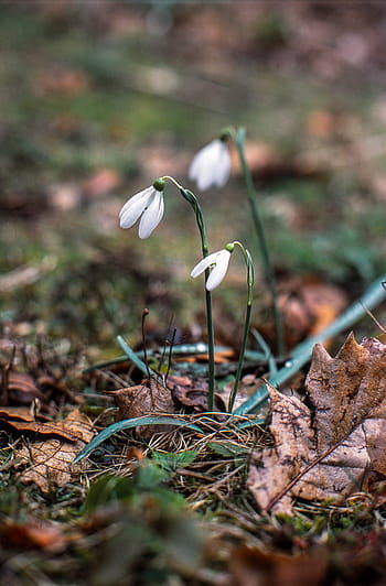 sněženka, galanthus, jaro, květiny, minolta, rokkor, agfa, Precisa, skluzavka, film, Příroda