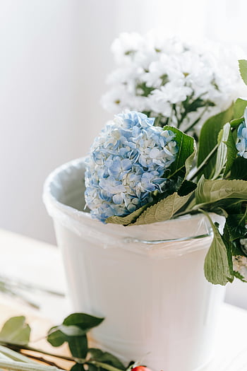 hydrangeas, chrysanthemums, bucket, blue hydrangeas, white hydrangeas, floral decor, vase, fresh flowers, lovely flowers, indoor decor, plant arrangement