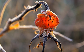 rose Hip, fall, winter, frost, icy, frozen, cold, ice Crystals, hollow, light, nature