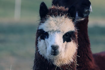 alpaca, animal, head, mammal, camelids, herbivores, cattle, livestock Farming, wool