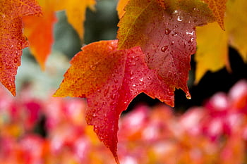 Listová podzimní příroda, Pozadí, bokeh, detail, barvitý, kapička, podzim, listy, javor, listopad, říjen