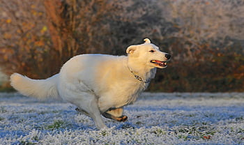 KUVASZ bianco, cane che corre, Meadow gelido, scena invernale, cane energico, Pastore Svizzero, attività all'aperto, cane bianco, erba gelida, paesaggio invernale, cane in movimento