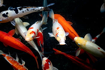 koi fish, colorful koi, small carps, vivid carps, clear pond, nature's beauty, swimming fish, aquatic life, pond fish, ornamental fish, water life