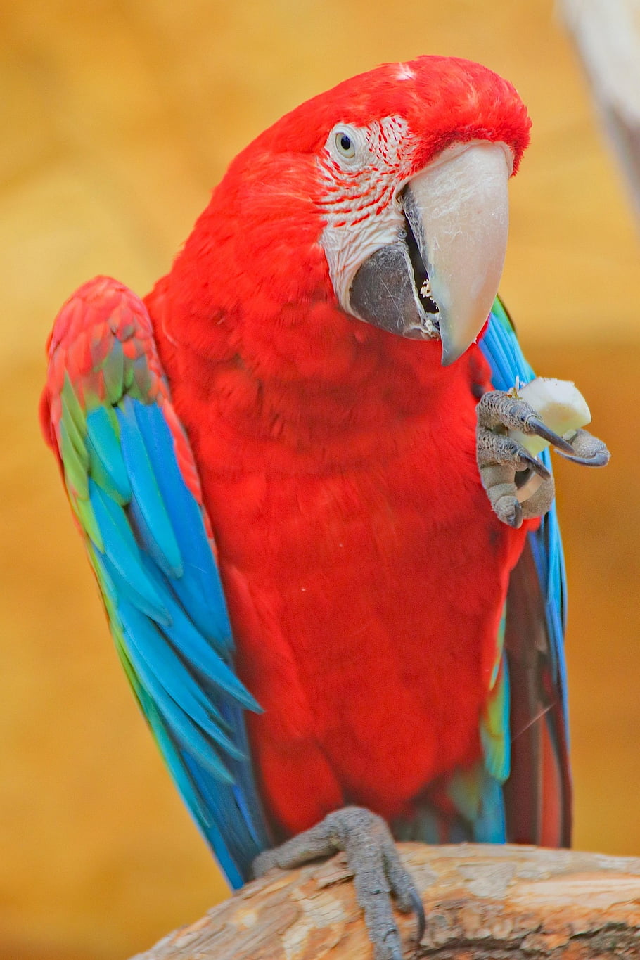 pappagallo, uccello, animale, rosso, becco, mangiare