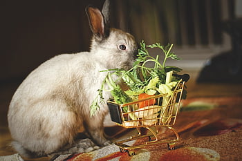 dwarf Rabbit, color Dwarf, shopping Venture, vegetables, feed, shopping, rabbit Food, domestic Animal, rabbits, dwarf Bunny, rabbit