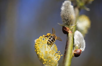 willow catkin, pastvina, vosa, včela, opylit, jaro, Příroda, Rostlina vrba, větev, zblízka, kožešinový